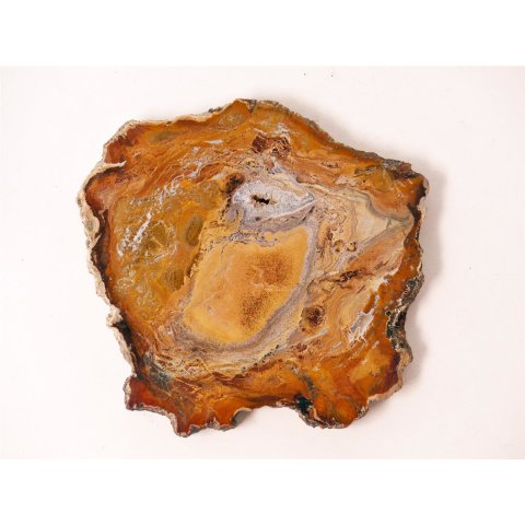 SH43 versteinertes Holz silifiziert fossil  beidseitig polierte Scheibe 150g 90mm