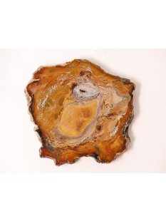 SH43 versteinertes Holz silifiziert fossil  beidseitig...