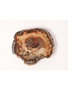 SH60 versteinertes Holz silifiziert fossil  beidseitig...