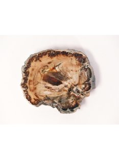 SH60 versteinertes Holz silifiziert fossil  beidseitig...