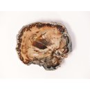 SH60 versteinertes Holz silifiziert fossil  beidseitig polierte Scheibe 160g 8,5mm