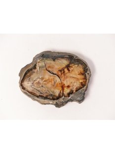 SH65 versteinertes Holz silifiziert fossil  beidseitig...