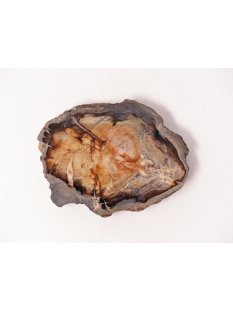 SH65 versteinertes Holz silifiziert fossil  beidseitig...