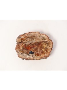 SH66 versteinertes Holz silifiziert fossil  beidseitig...