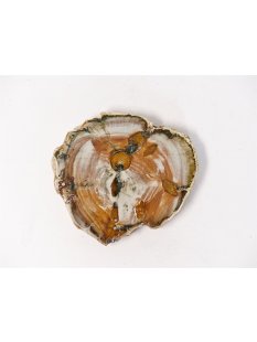 SH67 versteinertes Holz silifiziert fossil  beidseitig...