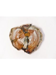 SH67 versteinertes Holz silifiziert fossil  beidseitig...