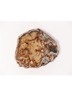 SH69 versteinertes Holz silifiziert fossil  beidseitig...
