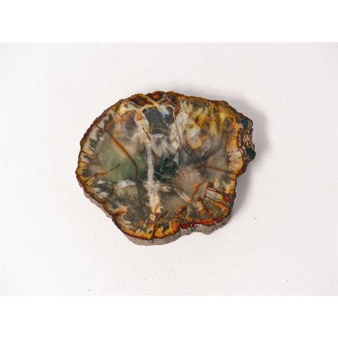 SH70 versteinertes Holz silifiziert fossil  beidseitig polierte Scheibe 80g 70mm