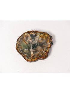 SH70 versteinertes Holz silifiziert fossil  beidseitig...