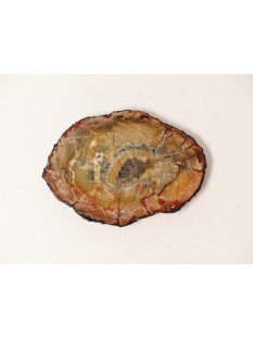 SH71 versteinertes Holz silifiziert fossil  beidseitig...