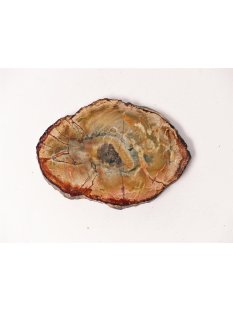 SH71 versteinertes Holz silifiziert fossil  beidseitig...
