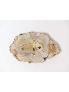 SH73 versteinertes Holz silifiziert fossil  beidseitig...