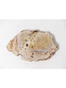SH73 versteinertes Holz silifiziert fossil  beidseitig...