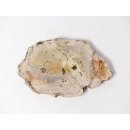 SH73 versteinertes Holz silifiziert fossil  beidseitig polierte Scheibe 70g 95mm