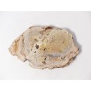 SH73 versteinertes Holz silifiziert fossil  beidseitig polierte Scheibe 70g 95mm