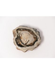 SH76 versteinertes Holz silifiziert fossil  beidseitig...