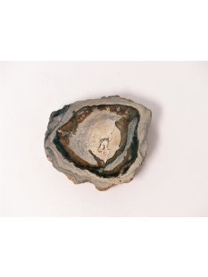 SH76 versteinertes Holz silifiziert fossil  beidseitig...