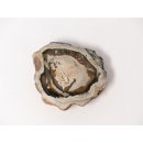 SH76 versteinertes Holz silifiziert fossil  beidseitig polierte Scheibe 60g 65mm