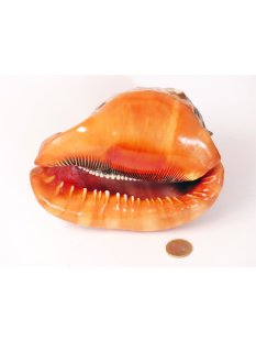 rote Helmschnecke 13 - 15 cm Madagaskar = Code G