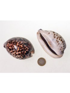 Tigerschnecke Madagaskar 8-10 cm = Code Z