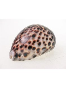 Tigerschnecke Madagaskar 8-10 cm = Code Z