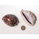 Tigerschnecke Madagaskar 8-10 cm = Code Z