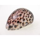 Tigerschnecke Madagaskar 8-10 cm = Code Z