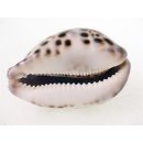 Tigerschnecke Madagaskar 8-10 cm = Code Z