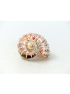 Walzenschnecke Cymbiola Nobilis geriffelt 16 cm = Code B