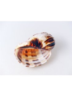 Walzenschnecke Cymbiola Nobilis geriffelt 16 cm = Code B