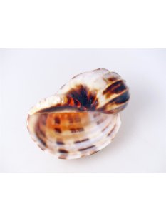 Walzenschnecke Cymbiola Nobilis geriffelt 16 cm = Code B