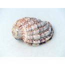 Walzenschnecke Cymbiola Nobilis geriffelt 16 cm = Code B