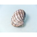 Walzenschnecke Cymbiola Nobilis geriffelt 16 cm = Code B