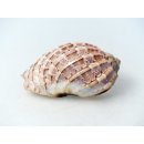 Walzenschnecke Cymbiola Nobilis geriffelt 16 cm = Code B