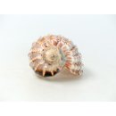 Walzenschnecke Cymbiola Nobilis geriffelt 16 cm = Code B