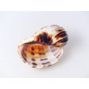 Walzenschnecke Cymbiola Nobilis geriffelt 16 cm = Code B