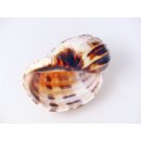 Walzenschnecke Cymbiola Nobilis geriffelt 16 cm = Code B