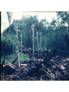 MF411 AloAlo Kopfskulptur, Fragment von Grabstele der Mahafaly heiliges Zebu 30 cm 1960