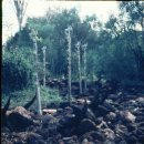 MF411 AloAlo Kopfskulptur, Fragment von Grabstele der Mahafaly heiliges Zebu 30 cm 1960