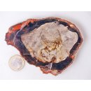 SH80 versteinertes Holz silifiziert beidseitig polierte Scheibe 170 g 100 mm