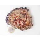 SH81 versteinertes Holz silifiziert beidseitig polierte Scheibe 180 g 90 mm