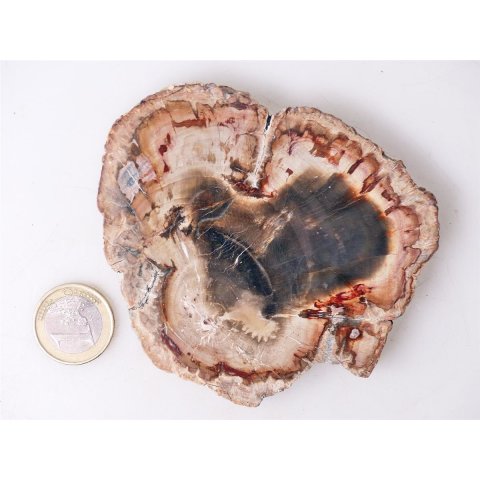 SH85 versteinertes Holz silifiziert beidseitig polierte Scheibe 180 g 90 mm