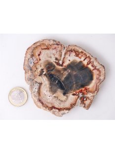 SH85 versteinertes Holz silifiziert beidseitig polierte...