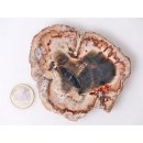 SH85 versteinertes Holz silifiziert beidseitig polierte Scheibe 180 g 90 mm