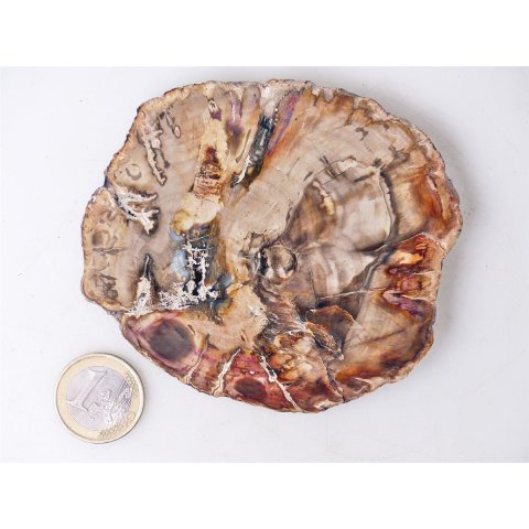 SH86 versteinertes Holz silifiziert beidseitig polierte Scheibe 160 g 90 mm