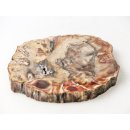 SH86 versteinertes Holz silifiziert beidseitig polierte Scheibe 160 g 90 mm