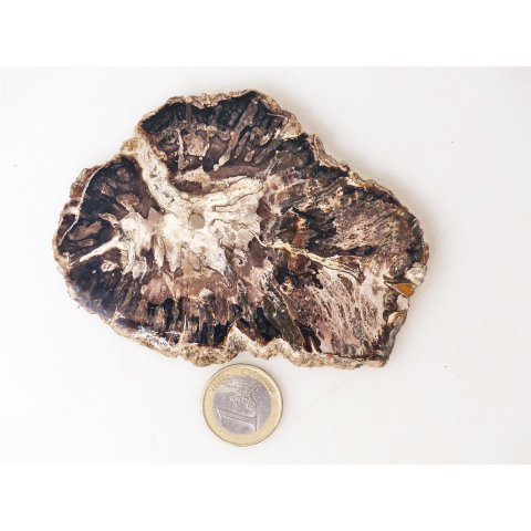 SH91 versteinertes Holz silifiziert beidseitig polierte Scheibe 190 g 110 mm