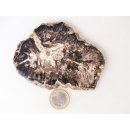 SH91 versteinertes Holz silifiziert beidseitig polierte Scheibe 190 g 110 mm