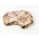 SH93 versteinertes Holz silifiziert beidseitig polierte Scheibe 150 g 90 mm