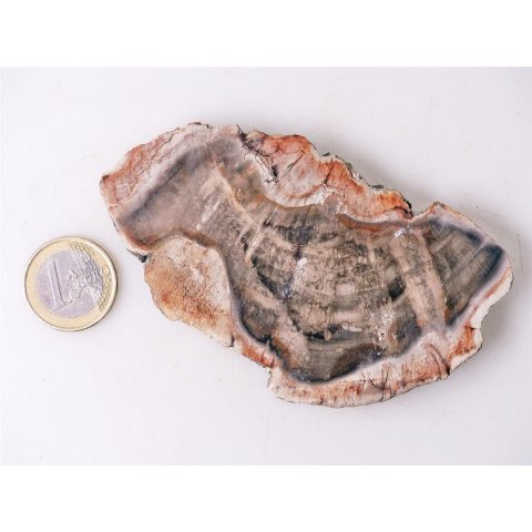 SH98 versteinertes Holz silifiziert beidseitig polierte Scheibe 110 g 95 mm